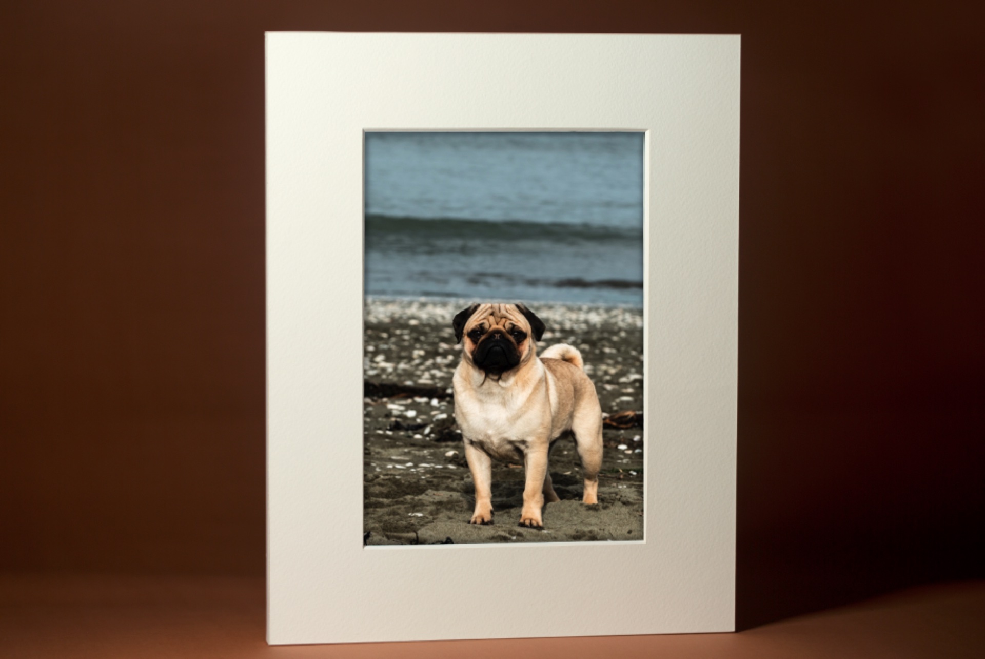 A matted art mount of a pug portrait at the beach, ready to frame or display