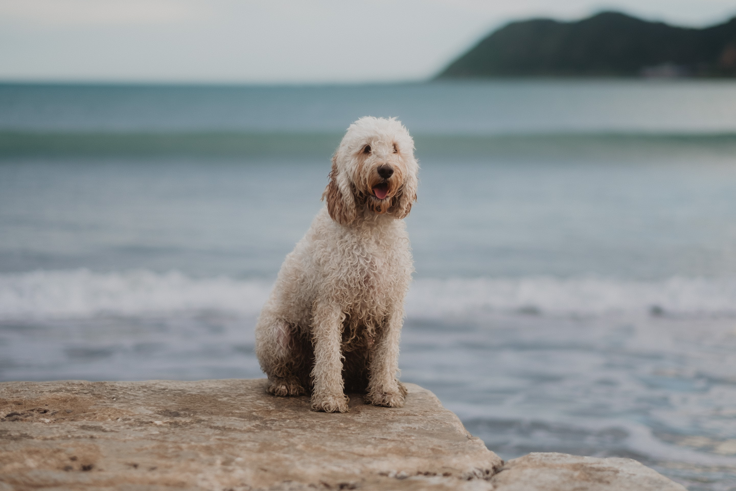 A white labradoodle sits on a flat rock by the ocean at a Wellington beach, mouth open happily, waves and a distant headland soft behind