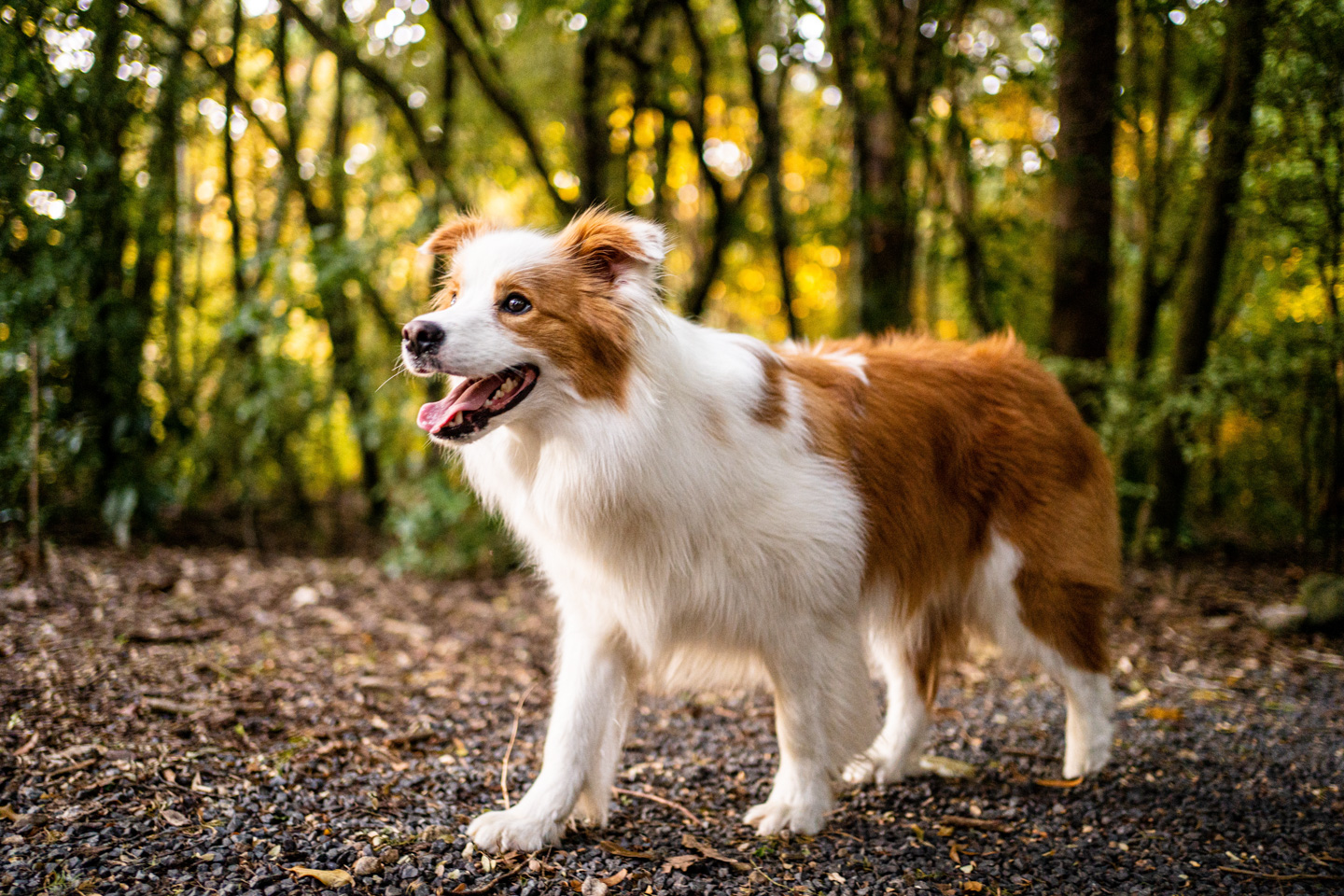 A red and white Border Collie stands on a Wellington bush track in autumn, warm golden leaves glowing behind