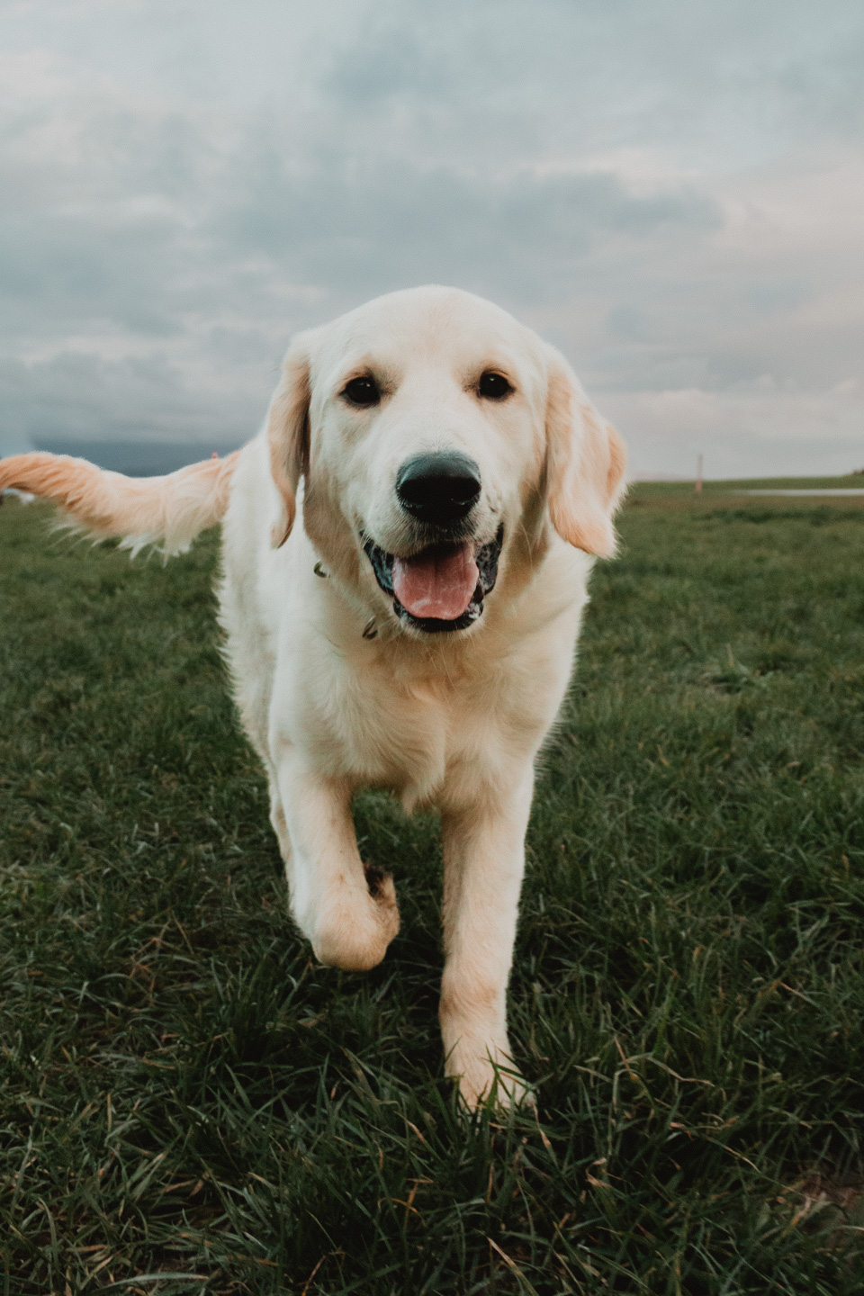 A golden retriever bounds toward the camera across green grass, mouth open in a huge grin, overcast sky behind