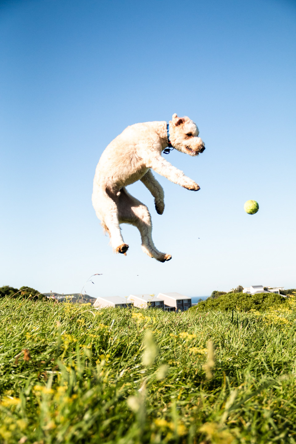 A white dog leaps high into a blue sky chasing a tennis ball, all four paws off the ground above a grassy hilltop