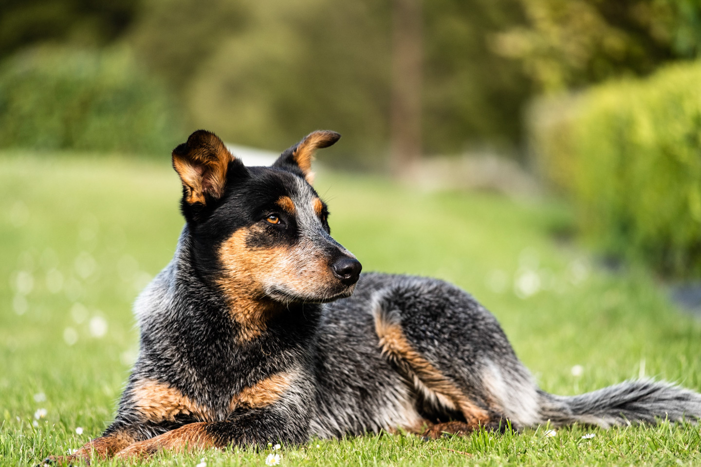 An Australian Cattle Dog with striking blue-merle and tan markings lies in a Wellington garden, gazing calmly off to one side