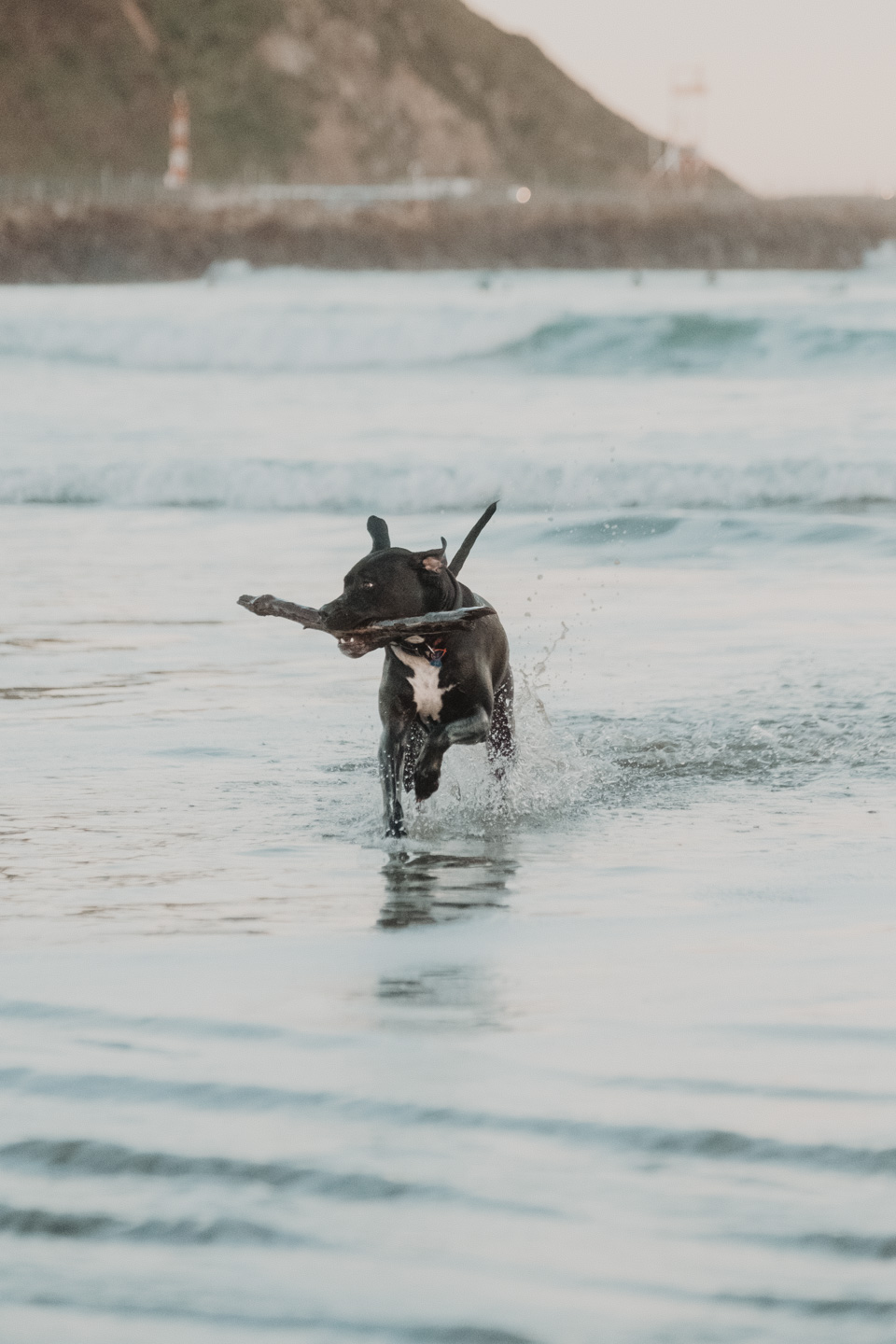 A black dog with a white chest charges through shallow surf carrying a stick, water splashing around its legs with a coastal hillside behind