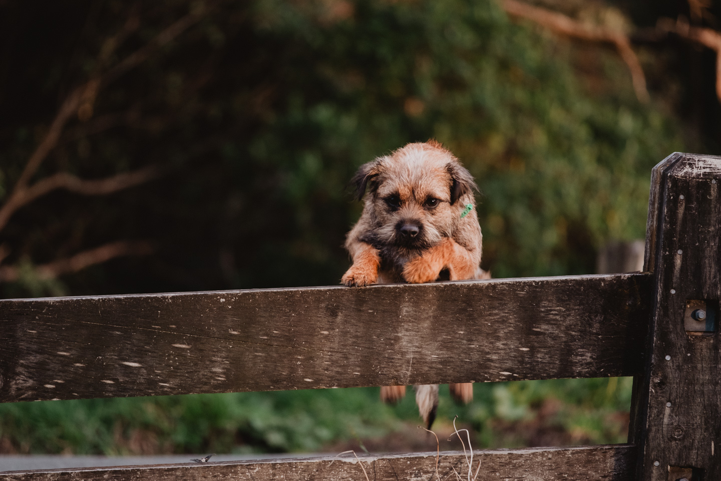 A small scruffy Border Terrier rests its paws on a weathered wooden fence, looking directly at the camera in golden Wellington light