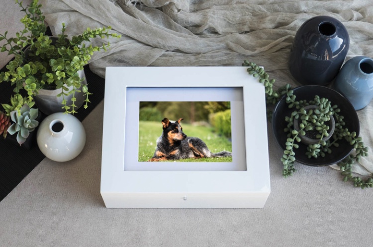 A white signature presentation box with a matted pet portrait inside, styled with plants and ceramics